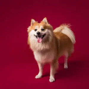 fondo savage crimson